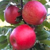 getman_apples