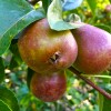getman_pears