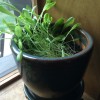 lettuce_2