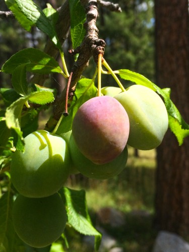 ripening_plums