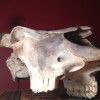 bison_skull_unbleached