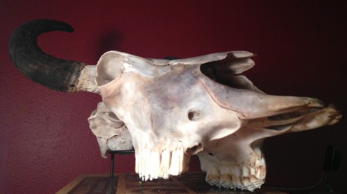 bison_skull_unbleached
