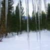 icicles