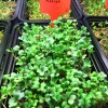 radish_growing