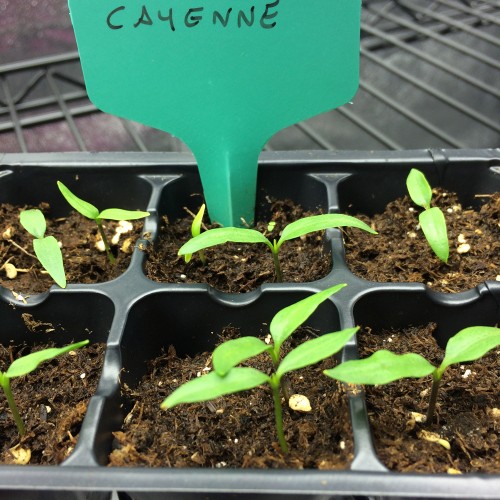 cayenne_seedlings