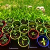 chili_tomato_seedlings