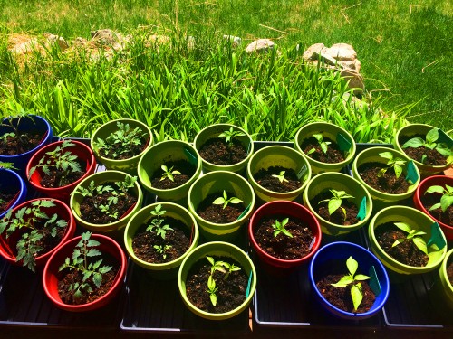 chili_tomato_seedlings