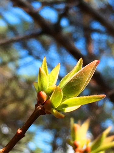 lilac_bud_2