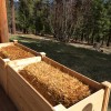 straw bale mini garden