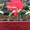 tomato_seedlings