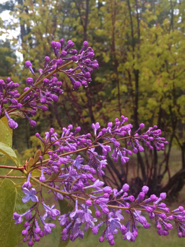 lilacs-after-rain
