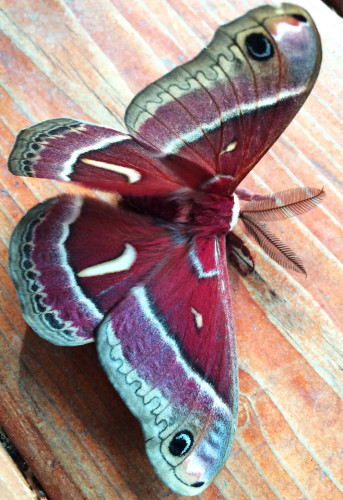 moth_beauty