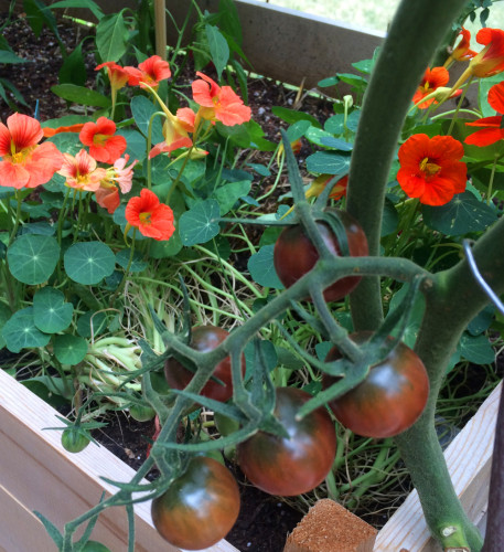 Cherry Tomatoes and Nasturtium