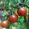 cherry-tomatoes-ripening