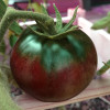 cherokee_purple_ripening