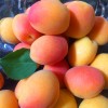 fresh_picked_apricots