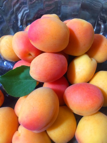 fresh_picked_apricots