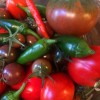 morning_harvest