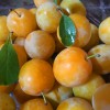 yellow_plums