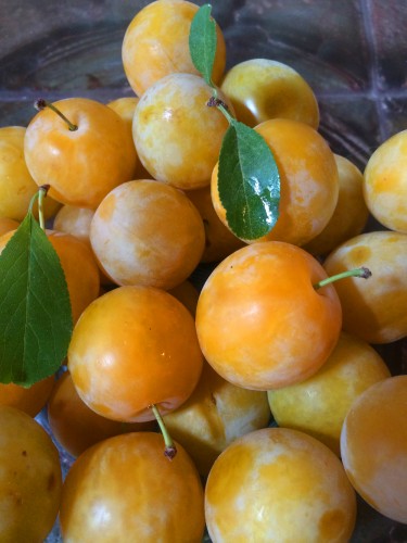 yellow_plums