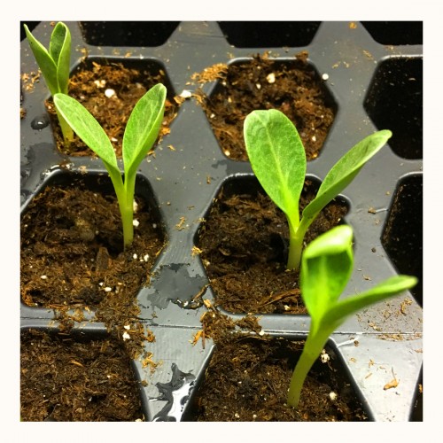 artichoke seedlings