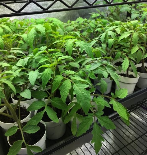 tomato_seedlings