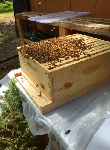 bees_in_hive