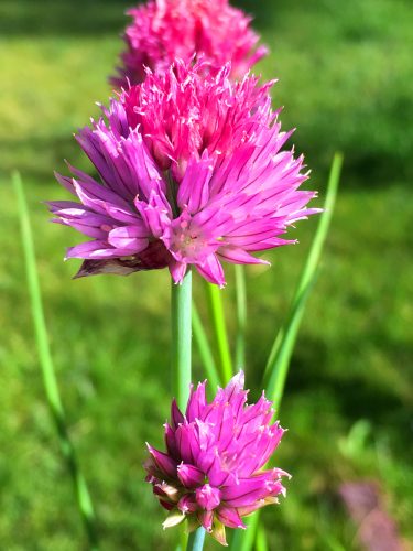 chive_flowers