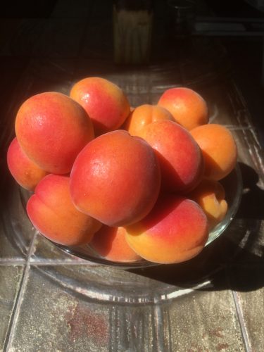 apricots_2016