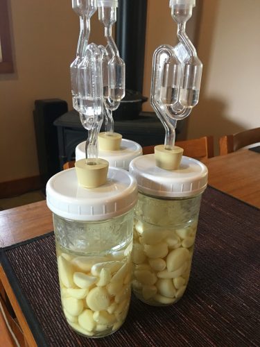 garlic_cloves_fermenting