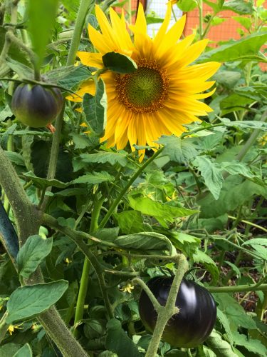sunflower_black_beauty_tomatoes2