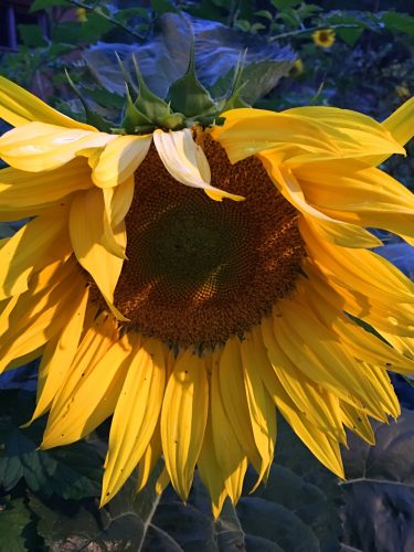 sunflower_head