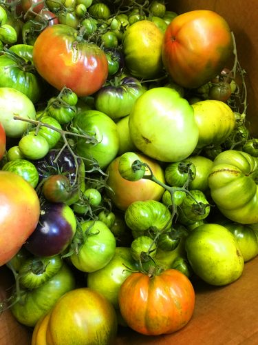 green_tomatoes