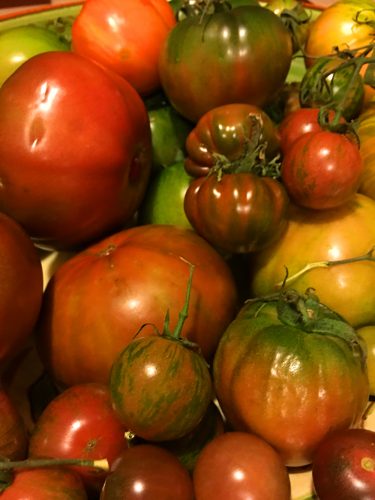 ripening_tomatoes2
