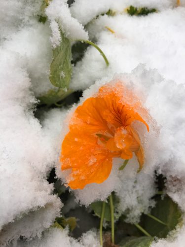 nasturtium_snow