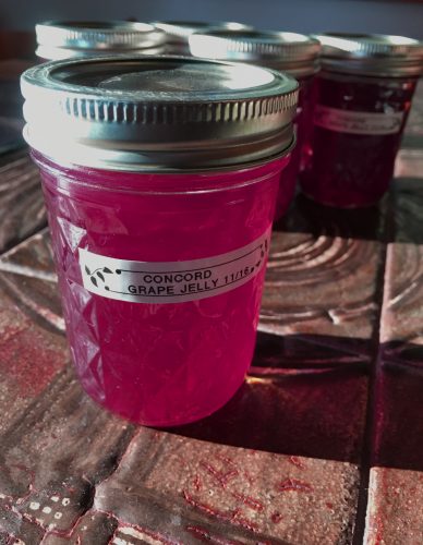 grape_jelly_jars