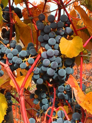 grapes_vine_closeup